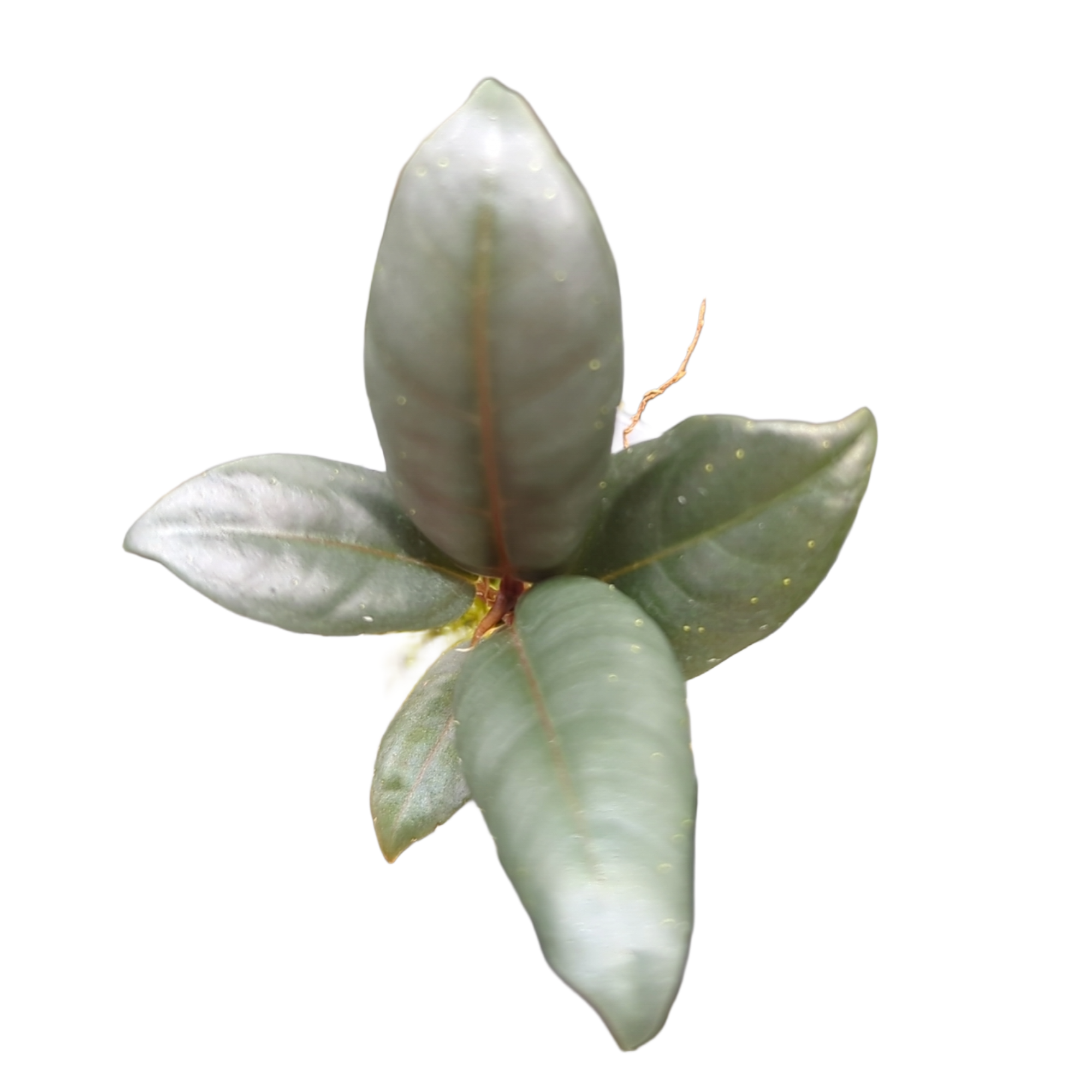 Baby Ficus elastica Dark Burgundy + selbstbewässernder Übertopf